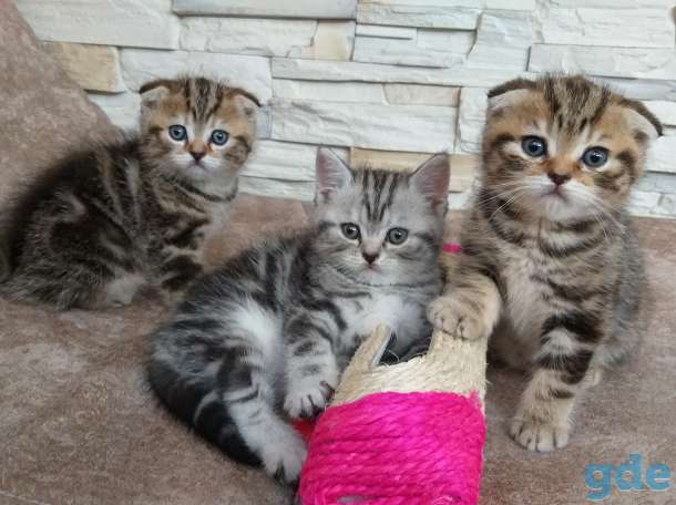 Шотландские котята, фотография 1