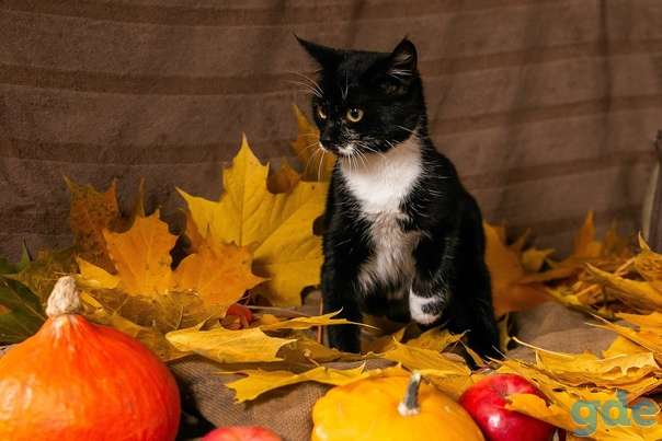 Котенок ищет дом, фотография 1