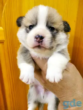 Продаются щенки Корги, фотография 2