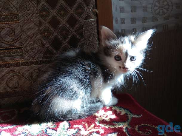 Котята для вас., фотография 5