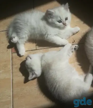 Продам британских котят, фотография 3