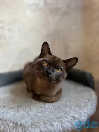 Котята европейской бурмы, фотография 6