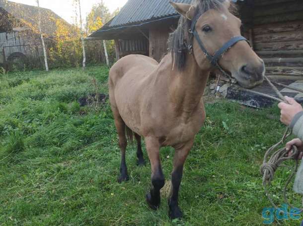 Продам кобылу, фотография 2