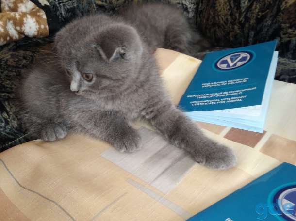 Котята, фотография 3