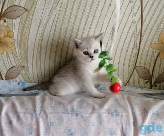 Британские котята, фотография 4