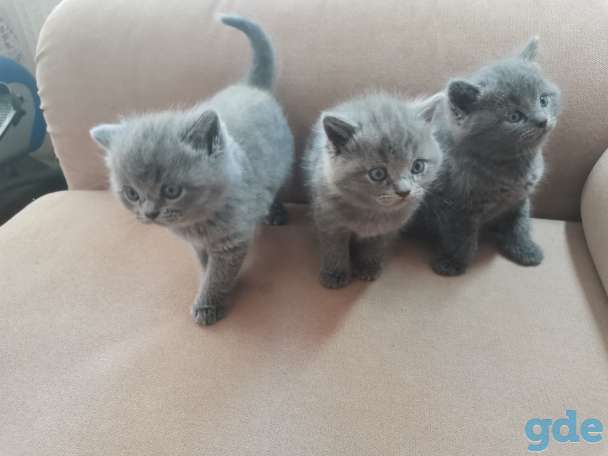 Котята, фотография 1
