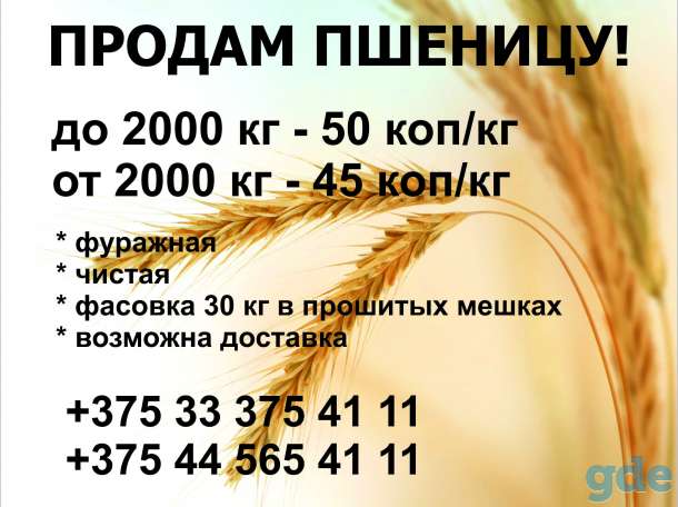 Пшеница! Продам!, фотография 1