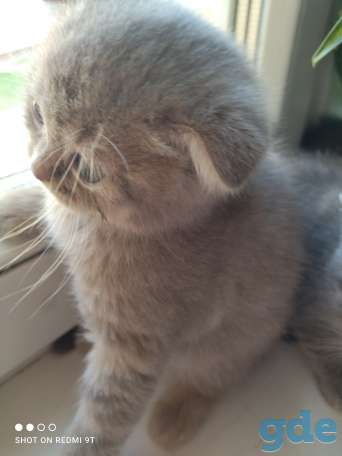 Шотландские котята, фотография 1