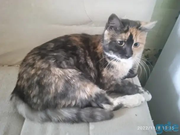 Найдена кошка, фотография 2