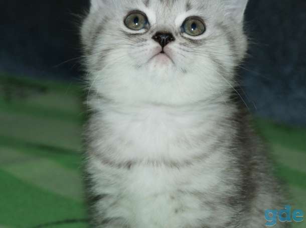 Шотландские котята, фотография 2
