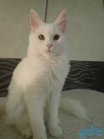 Мейн Кун, фотография 3