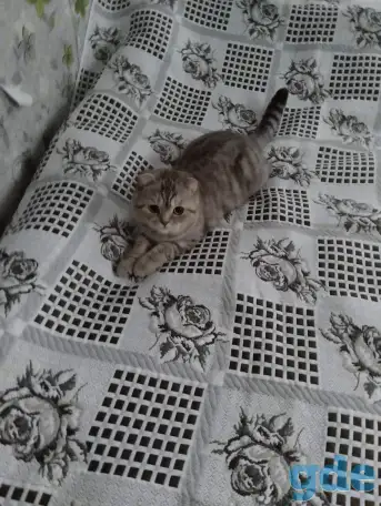 Шотландская вислоухая кошка, фотография 1