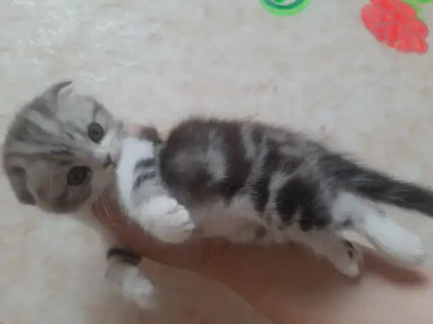 Шотландские вислоухие, фотография 4