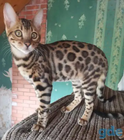 Продам бенгальского котика, фотография 5