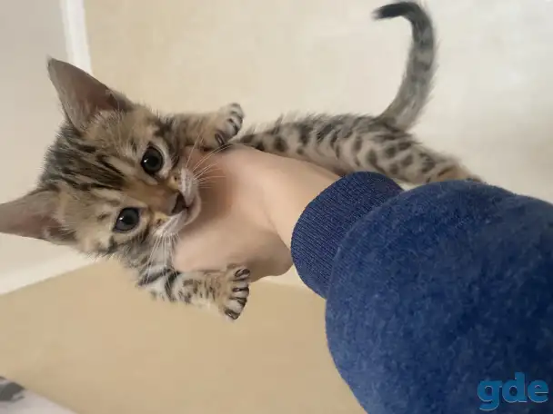 Бенгальские котята, фотография 2