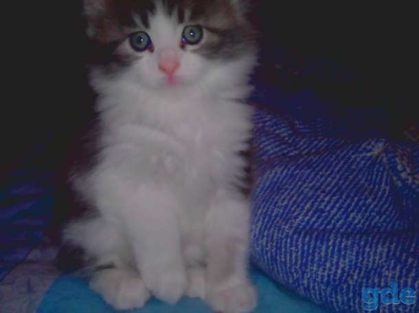 котята мейн кун, фотография 9