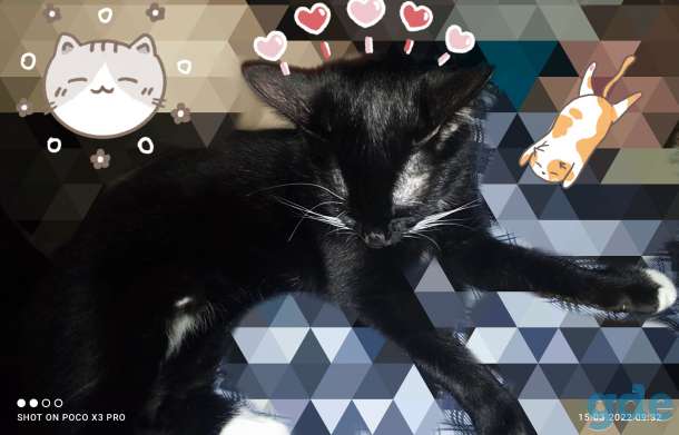 Котик, фотография 5