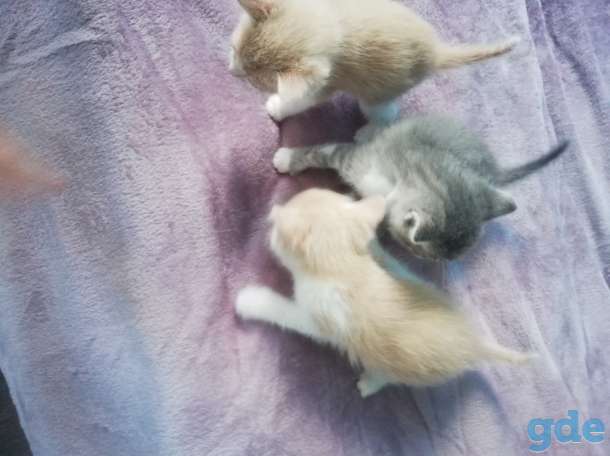 Котята, фотография 3