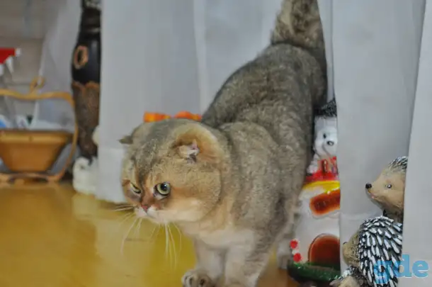 шотландский кот и кошка, фотография 2