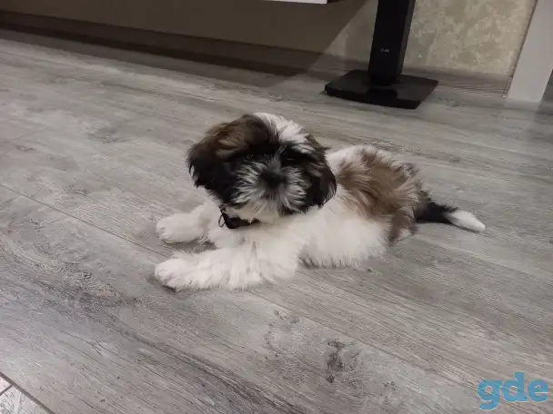 Ши-тцу Девочка, фотография 1