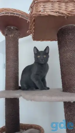 Милый котенок, фотография 1