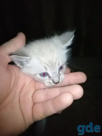 Котята в добрые руки, фотография 1