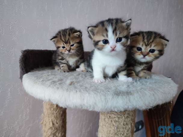 Котята шотландские, фотография 5
