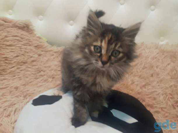 маленький котенок ищет дом, фотография 1
