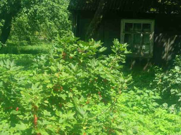 Продажа участка 90 соток под Барановичами, фотография 9
