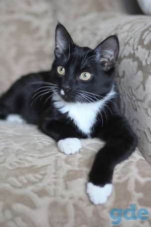 Котик ищет дом, фотография 2