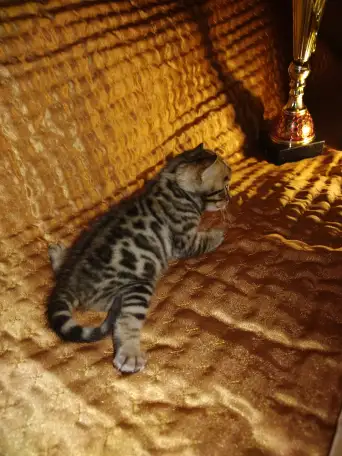 Роскошные бенгальские котята, фотография 5