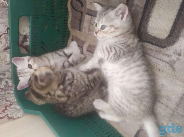 Британские котята, фотография 3