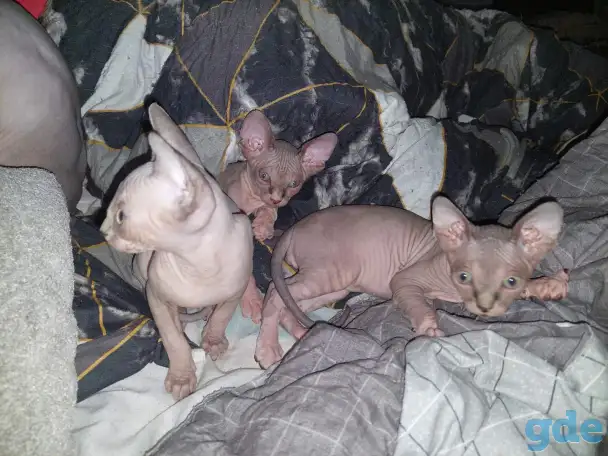 Продаются котята, фотография 4