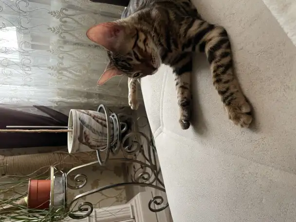 Котёнок Бенгал 4 мес., фотография 4