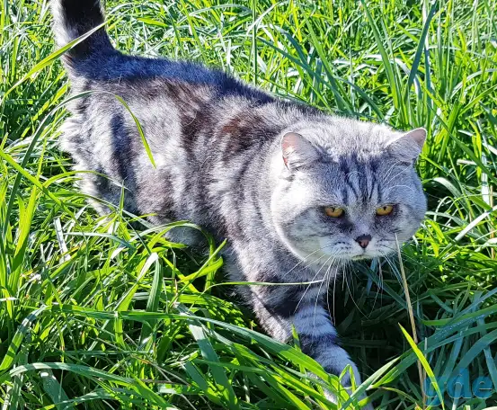 Шотландский кот,вязка., фотография 1