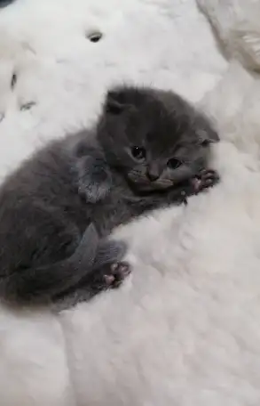 Котята вислоухие шотландские, фотография 2