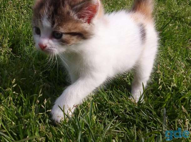 Отдам котят, фотография 4