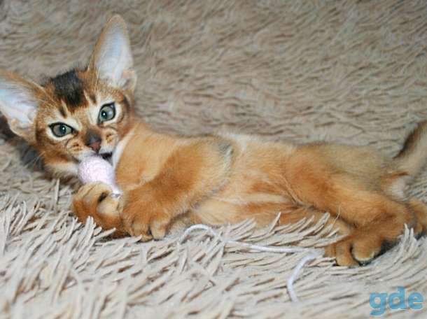 Абиссинский котенок, фотография 1