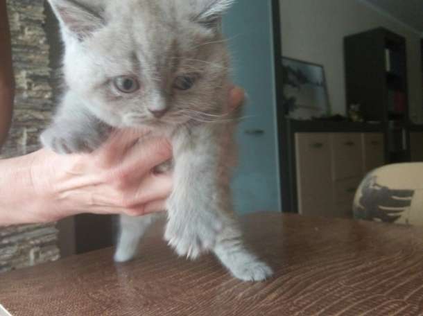 Продам британского котенка, фотография 5