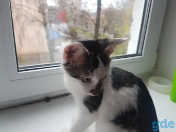 Отдам котёнка в добрые руки, фотография 2