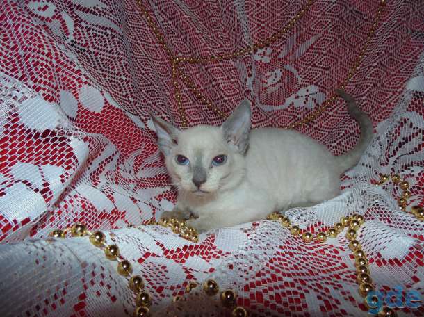 Котята донского сфинкса, фотография 4