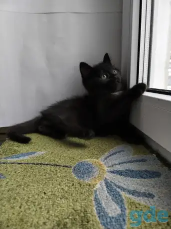 Скоттиш-страйт, шотландцы, фотография 5