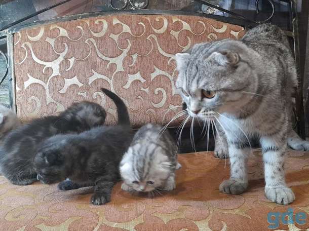 котята шотландские, фотография 4