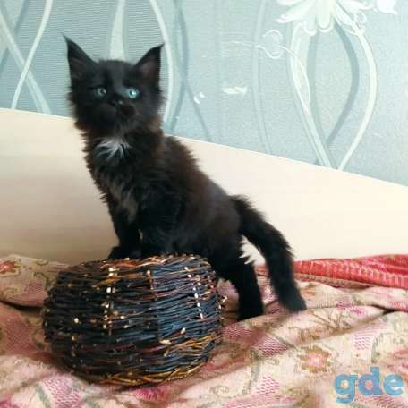 Мейн кун котята, фотография 7