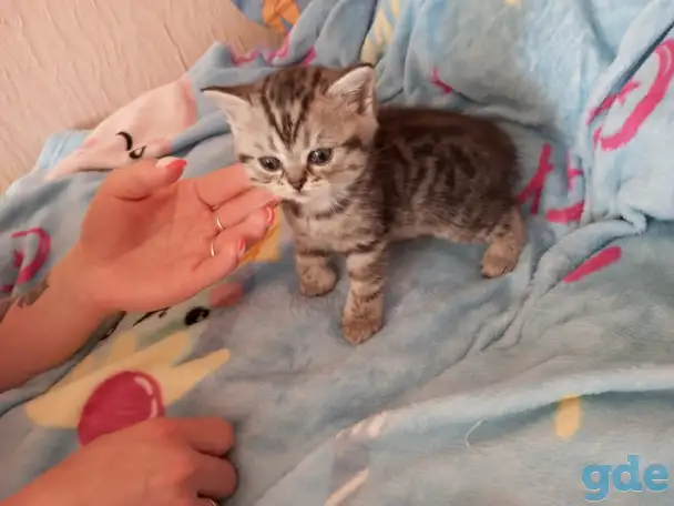 Котята, фотография 2