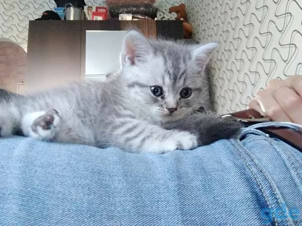 Шотландские котята, фотография 5