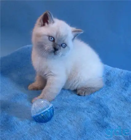 Шотландские котята, фотография 1
