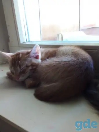Котята в добрые руки, фотография 2