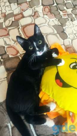 Котенок ищет дом, фотография 2
