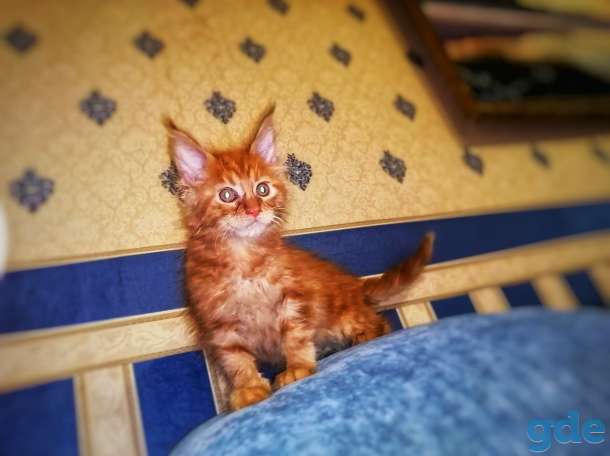 Продам котят Мейн кун, фотография 4
